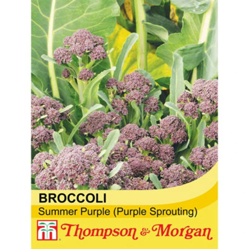 Image of Thompson & Morgan Broccoli Sprouting Summer Purple 1 Seed Packet (100 Seeds)