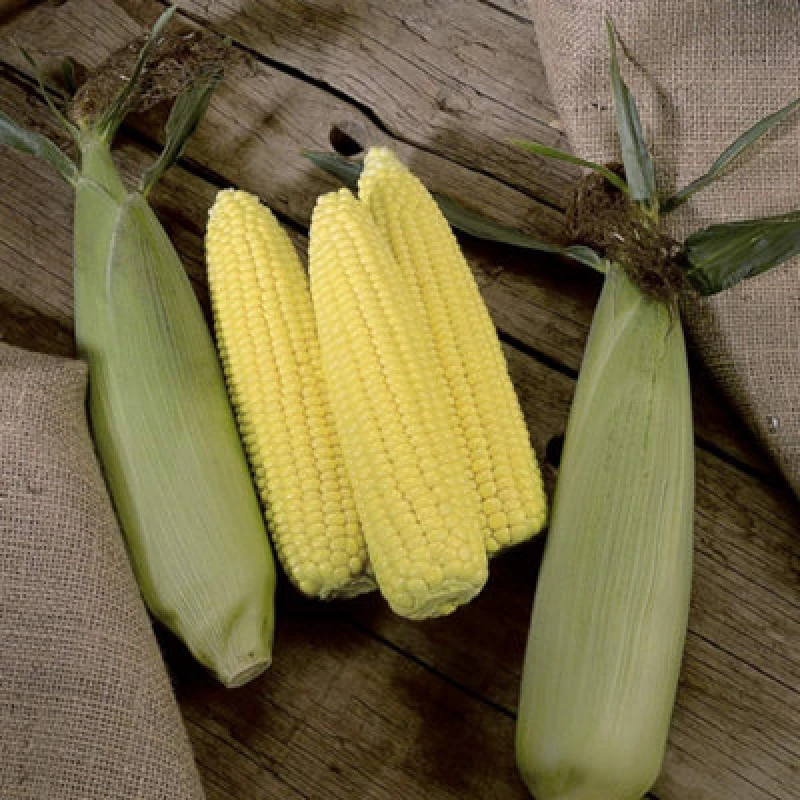 Image of Thompson & Morgan Sweetcorn Swift F1 Hybrid 1 Seed Packet