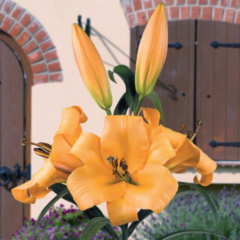 Image of You Garden Skyscraper Lily 'Saltarello' - 3 Bulbs One Colour WFHUP Unisex