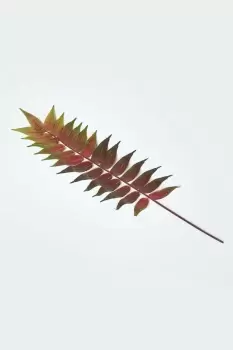 Image of Fern Leaf Foliage 72 cm