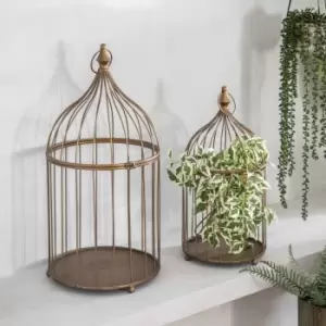 Image of Crossland Grove Variegated Ficus Stem Green (6Pk) H760Mm