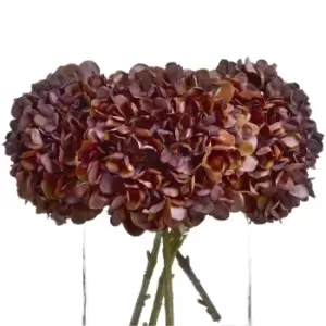 Image of Autumn Coffee Hydrangea