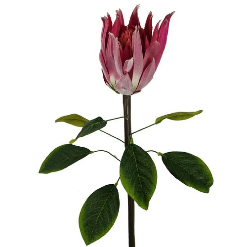 Image of Leaf 65cm Protea Sugarbush Flower Stem - Pink
