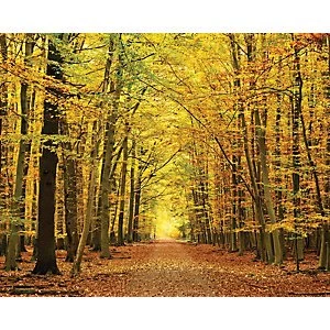 Image of ohpopsi Autumn Leaves Wall Mural Multi 19.6m XL