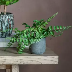 Image of Crossland Grove Potted Royal Fern 250X250X270Mm