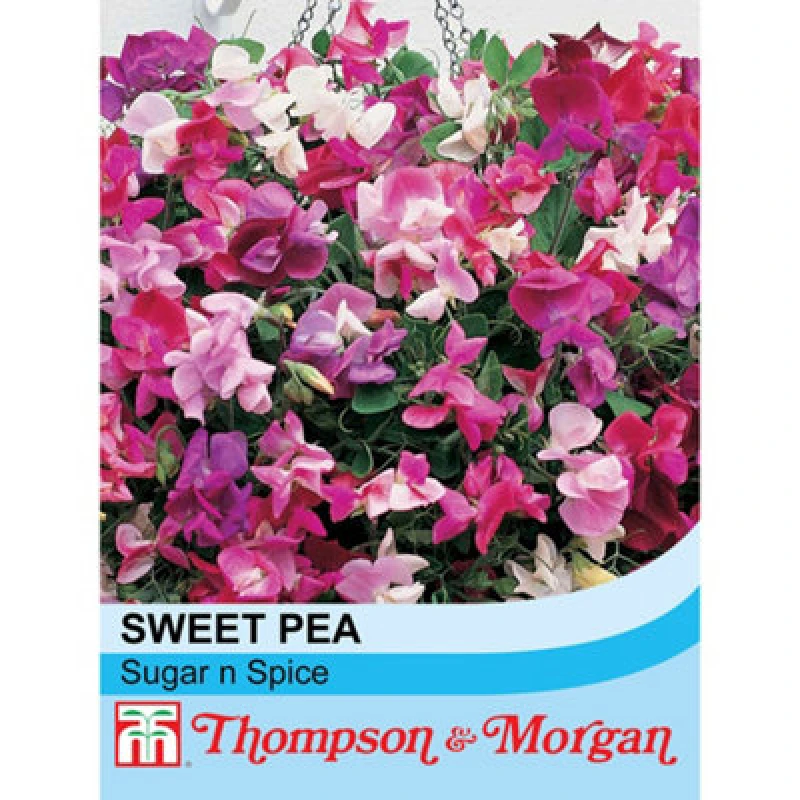 Image of Thompson & Morgan Sweet Pea Sugar N Spice 1 Packet (25 Seeds)