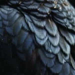 Image of Ex People - Bird Vinyl