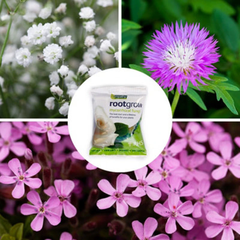 Image of You Garden Border Filler Bare Root Collection One Colour WVKQS Unisex