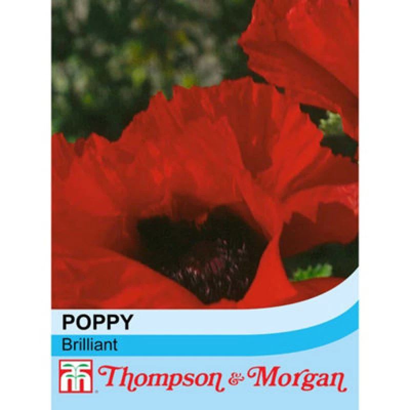 Image of Thompson & Morgan Poppy Brilliant 1 Seed Packet (180 Seeds)