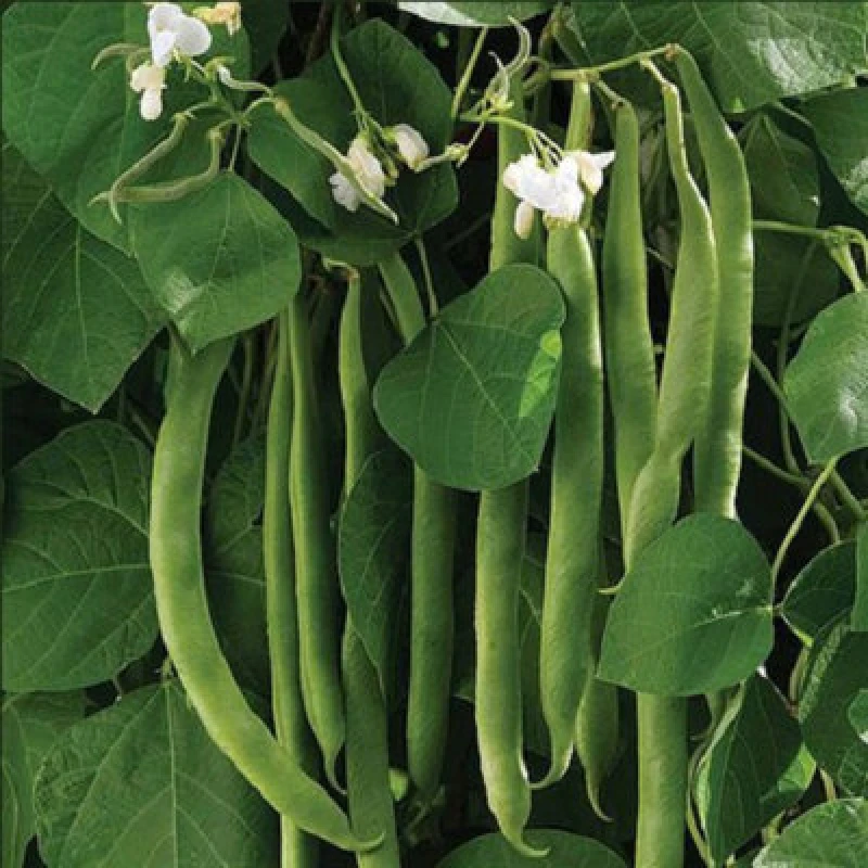 Image of Thompson & Morgan Runner Bean White Lady 1 Seed Packet