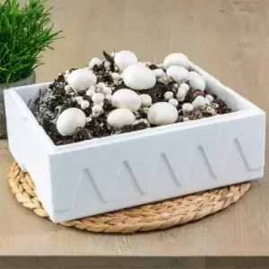 Image of YouGarden White Mushrooms 7.5 Litre - Brown