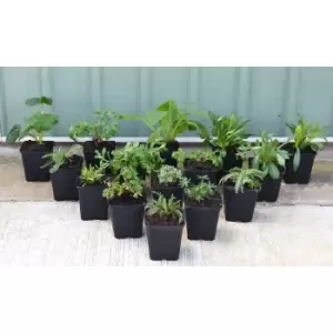 Image of Thompson & Morgan Thompson and Morgan Nurserymans Choice Perennial Cottage Garden Collection x 3