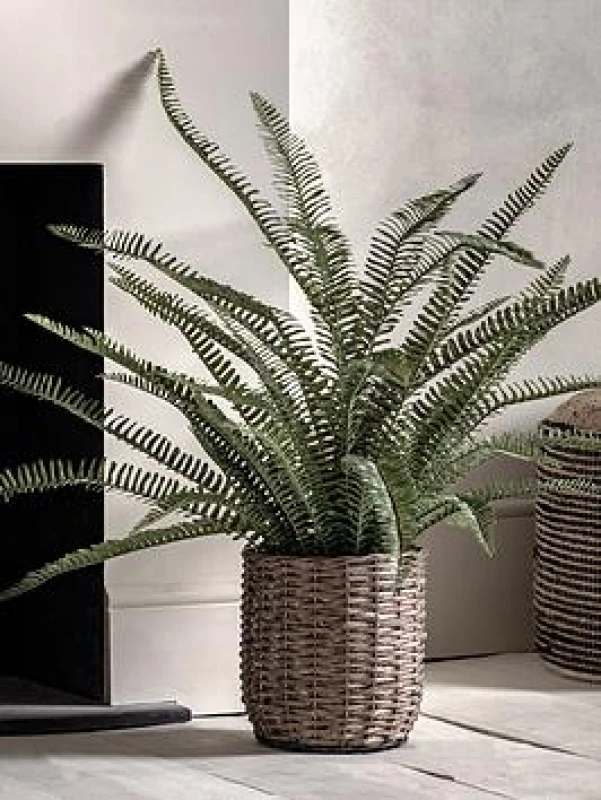 Image of Artificial Fern in Wicker Plant Pot