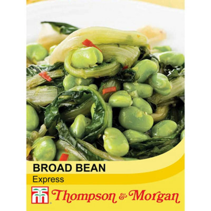 Image of Thompson & Morgan Broad Bean Express 1 Seed Packet (30 Seeds)