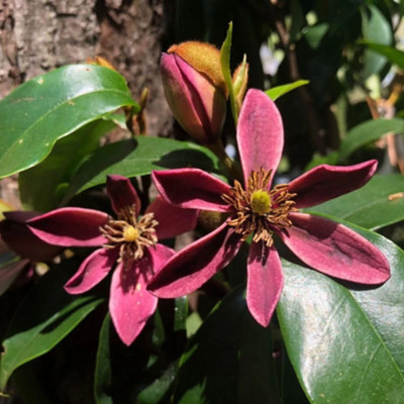 Image of Thompson & Morgan Magnolia Figo Stellar Ruby 3 Litre Potted Plant X 1