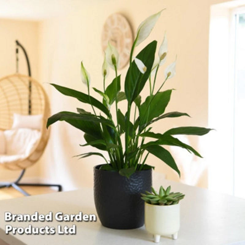 Image of Thompson & Morgan Peace Lily Houseplant 'air So Pure' - Potted Plant (12Cm Pot) X 2