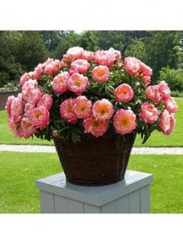 Image of Paeony 'Coral Sunset' X 3 Bare Roots