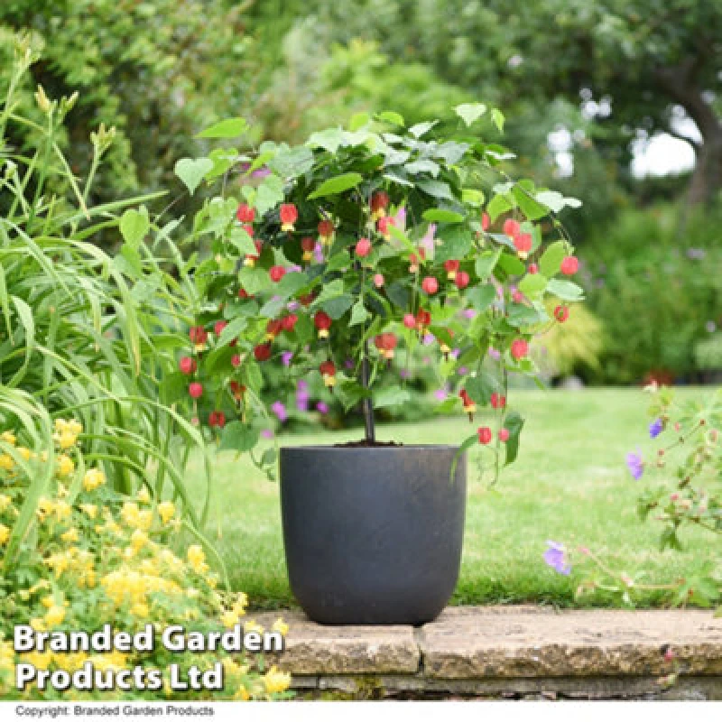 Image of Thompson & Morgan Abutilon Megapotted Plantamicum 3 Litre Potted Plant X 1