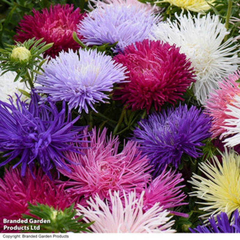 Image of Thompson & Morgan Dahlia Starlight Mixed 1 Seed Packet (25 Seeds)