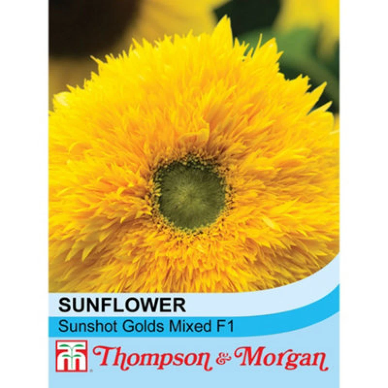 Image of Thompson & Morgan Sunflower Sunshot Golds Mixed F1 Hybrid 1 Packet (10 Seeds)