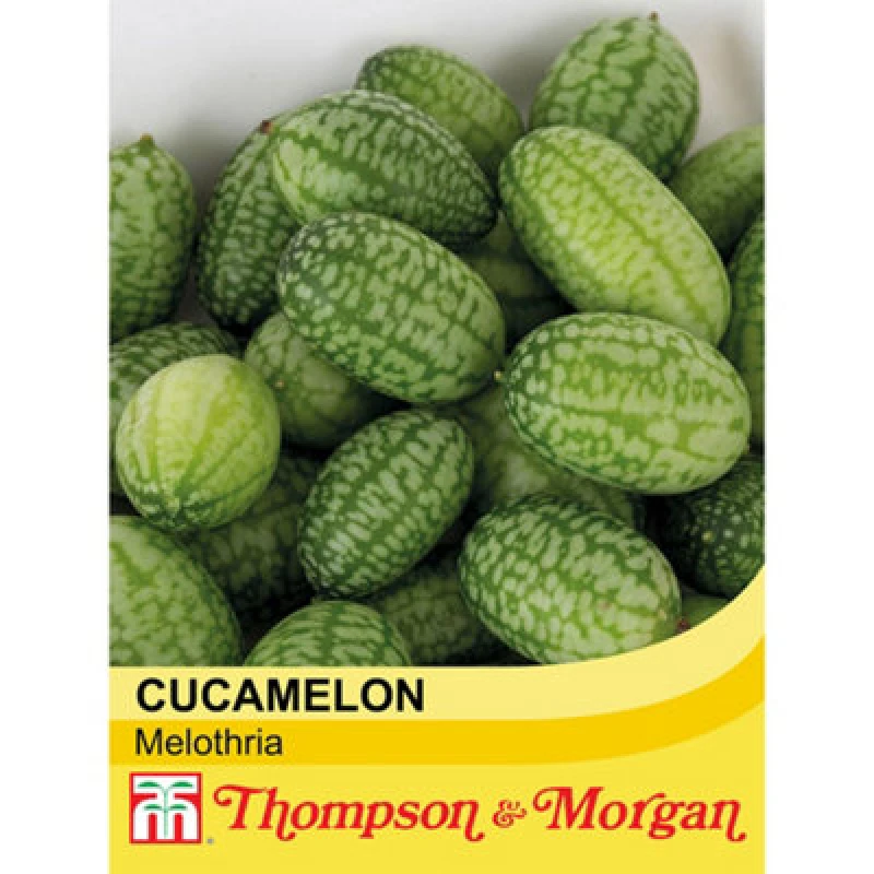 Image of Thompson & Morgan Cucamelon Melothria 1 Seed Packet (20 Seeds)