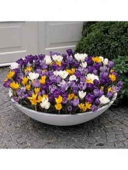 Image of Giant Flowered Crocus X 100 Bulbs