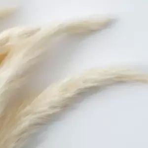 Image of Crossland Grove Dried Reed Grass Bundle In Paper Wrap White H600Mm