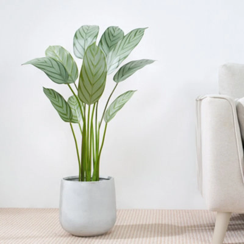 Image of MCC DIRECT Decorative Artificial Bird of Paradise Tree with Plastic Planter and Artificial Moss 110cm AP7044