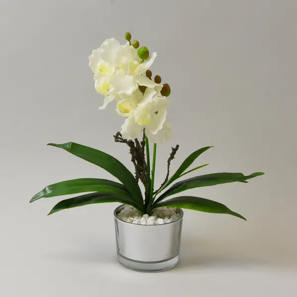 Image of Cream Orchid in Silver Glass Pot 26cm Cream