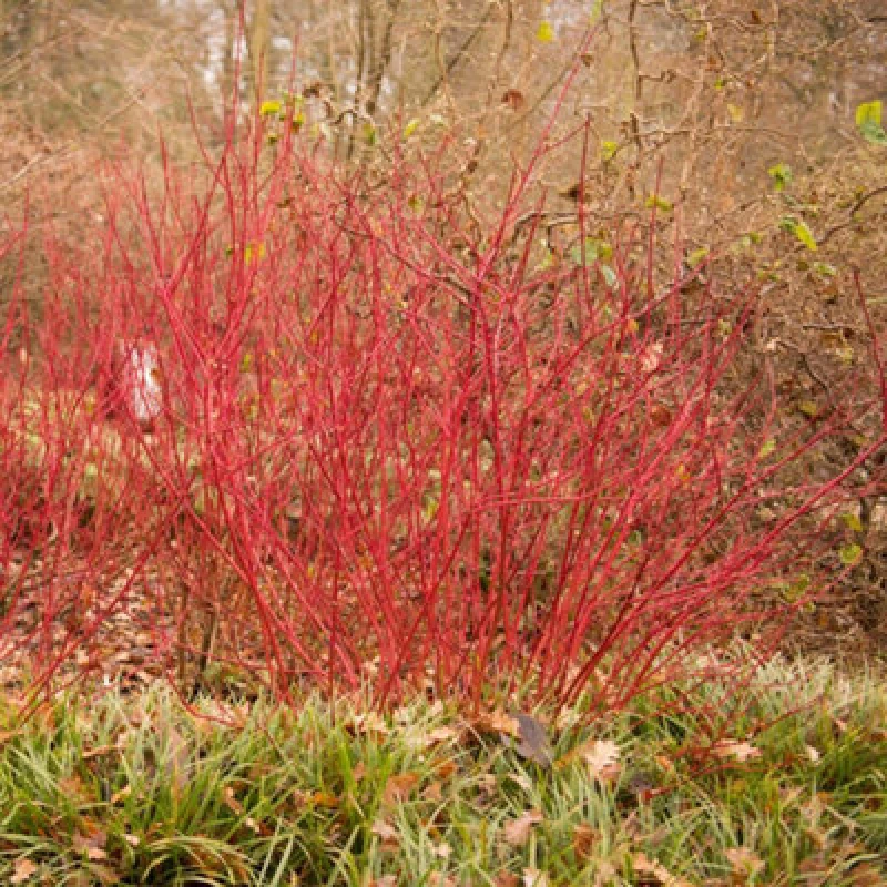 Image of Thompson & Morgan Cornus Alba Siberian Pearls 9Cm Potted Plant X 1