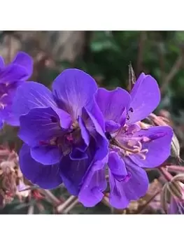Image of Hardy Geranium 'Storm Cloud' - 3 X 9Cm Pots
