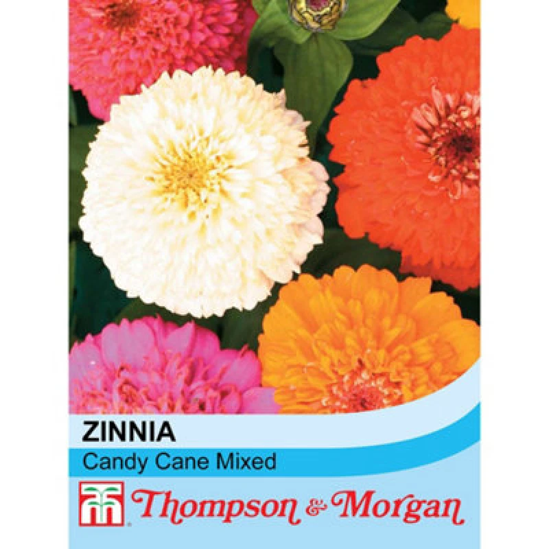 Image of Thompson & Morgan Zinnia Elegans Candy Cane Mixed 1 Seed Packet (100 Seeds)