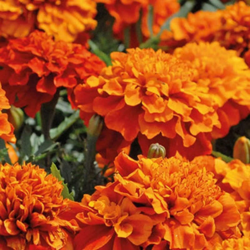 Image of Thompson & Morgan Marigold Fireball 1 Packet (40 Seeds)
