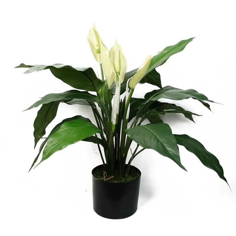 Image of Leaf Artificial Peace Lily White Spathiphyllum White