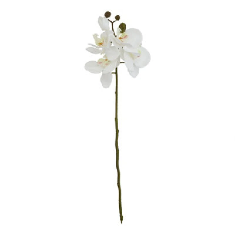 Image of White Butterfly Orchid Stem