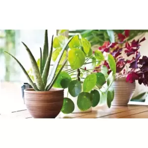 Image of Thompson & Morgan Thompson and Morgan Aloe Vera 10.5cm Pot x 1