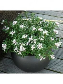 Image of Daphne Eternal Fragrance 2L