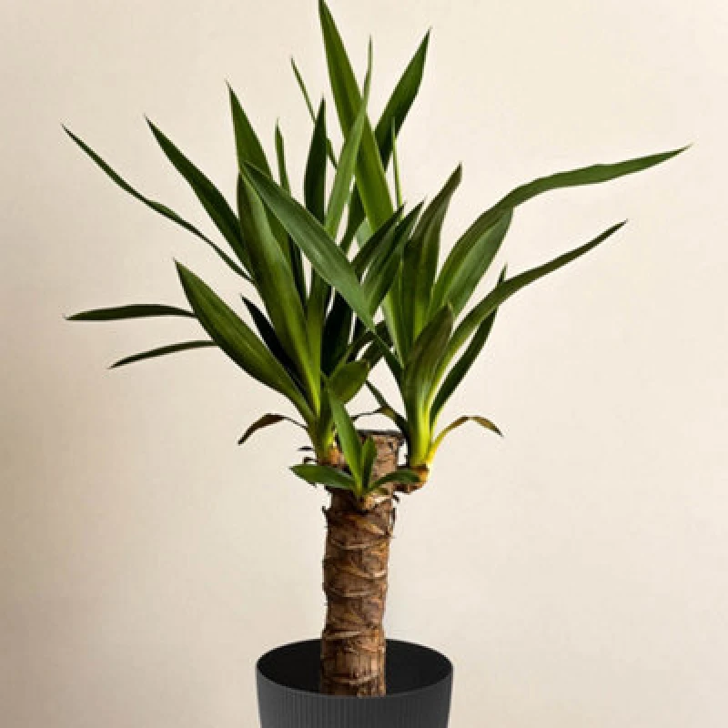 Image of You Garden Yougarden Yucca Single Stem 11Cm Nursery Potted Houseplant, With Magnolia Eco Black Houseplant Pot Cover, 14Cm Pot Cover