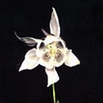 Image of Fridge - Happiness CD