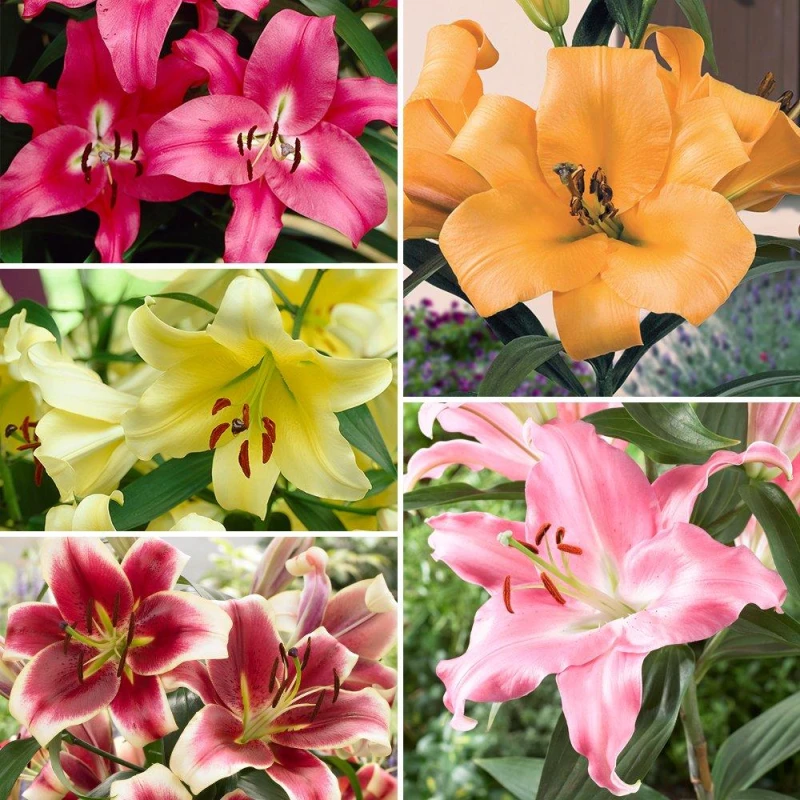 Image of YouGarden Premium Skyscraper Giant Lily Collection 15 x Bul Multi unisex 15 bulbs