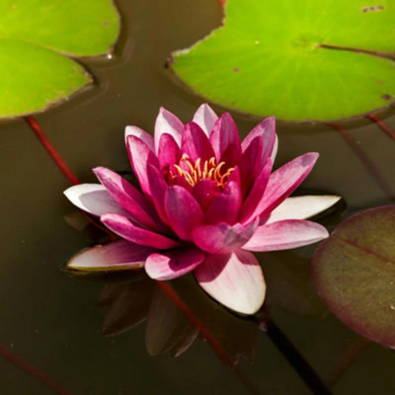 Image of Thompson & Morgan Nymphaea (Waterlily) Red 9Cm Potted Plant X 1