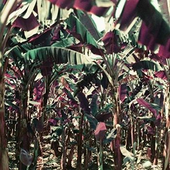 Image of Dampe - Peach Shuffle Ep (Ft. Nebraska Vinyl