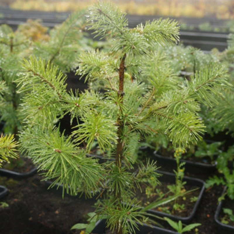 Image of Scots Pine Tree Seeds Packet - Majestic Evergreen For Gardens & Containers - Hardy Outdoor Plant - Thompson & Morgan