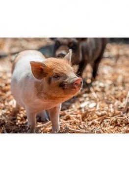 Image of Virgin Experience Days The Pig Enthusiast Experience at Kew Little Pigs, One Colour, Women