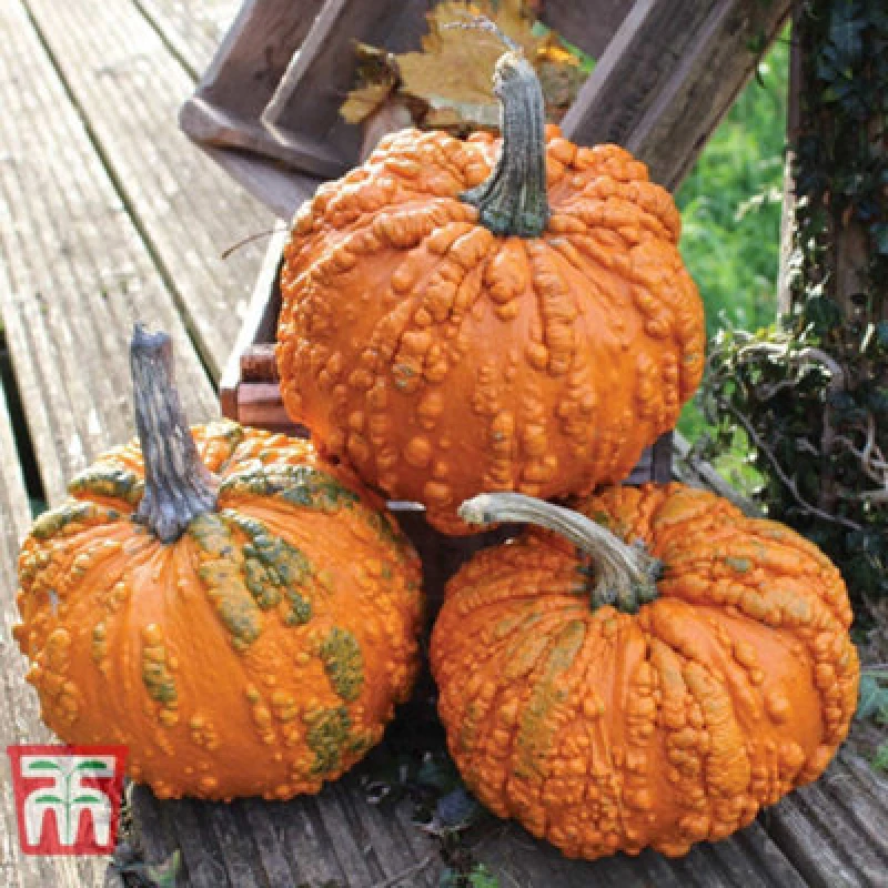 Image of Thompson & Morgan Pumpkin Zombie 1 Seed Packet (4 Seeds)