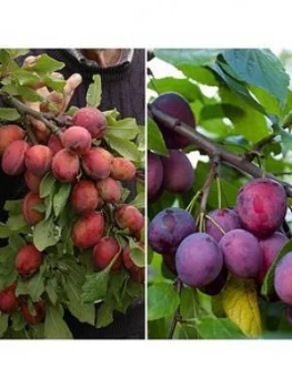 Image of Duo Plum Tree - 2 Varieties On One Tree 1.4M