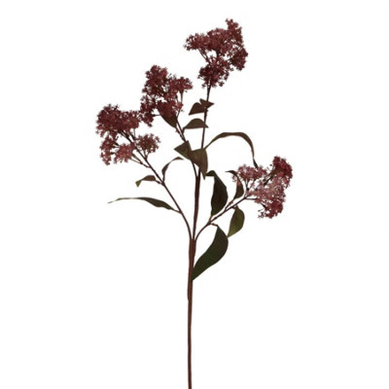 Image of Medium Burgundy Smokebush Stem