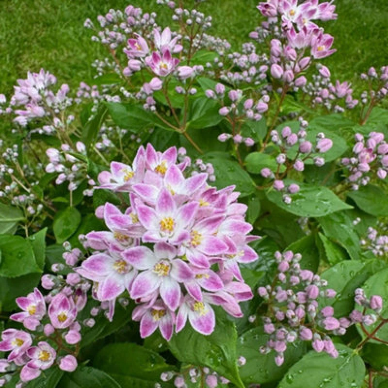 Image of Thompson & Morgan Deutzia Prettistars Pink Cloud 3 Litre Potted Plant X 1