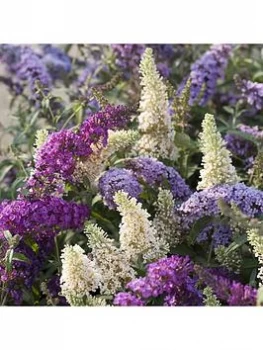 Image of Buddleia Tricolour Plant In 2L Pot