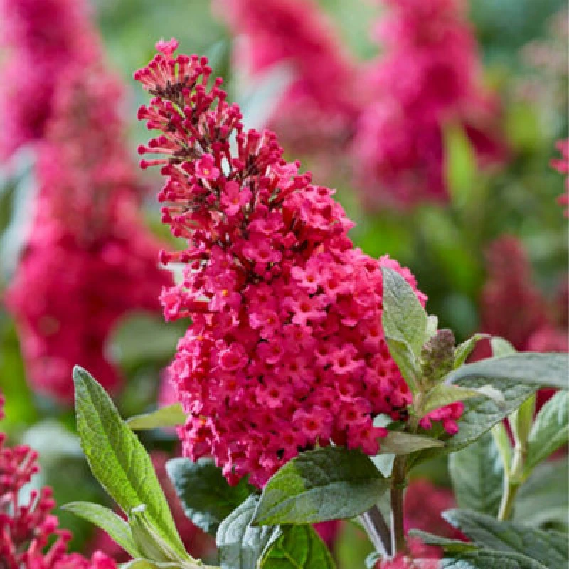 Image of You Garden Buddleia Butterfly Bush 'candy Little Ruby' Florets In 9Cm Pots - Butterfly And Bee Magnet